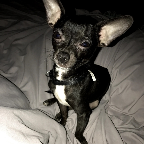 Meet your Posher, Ramona - Picture 8 of 8